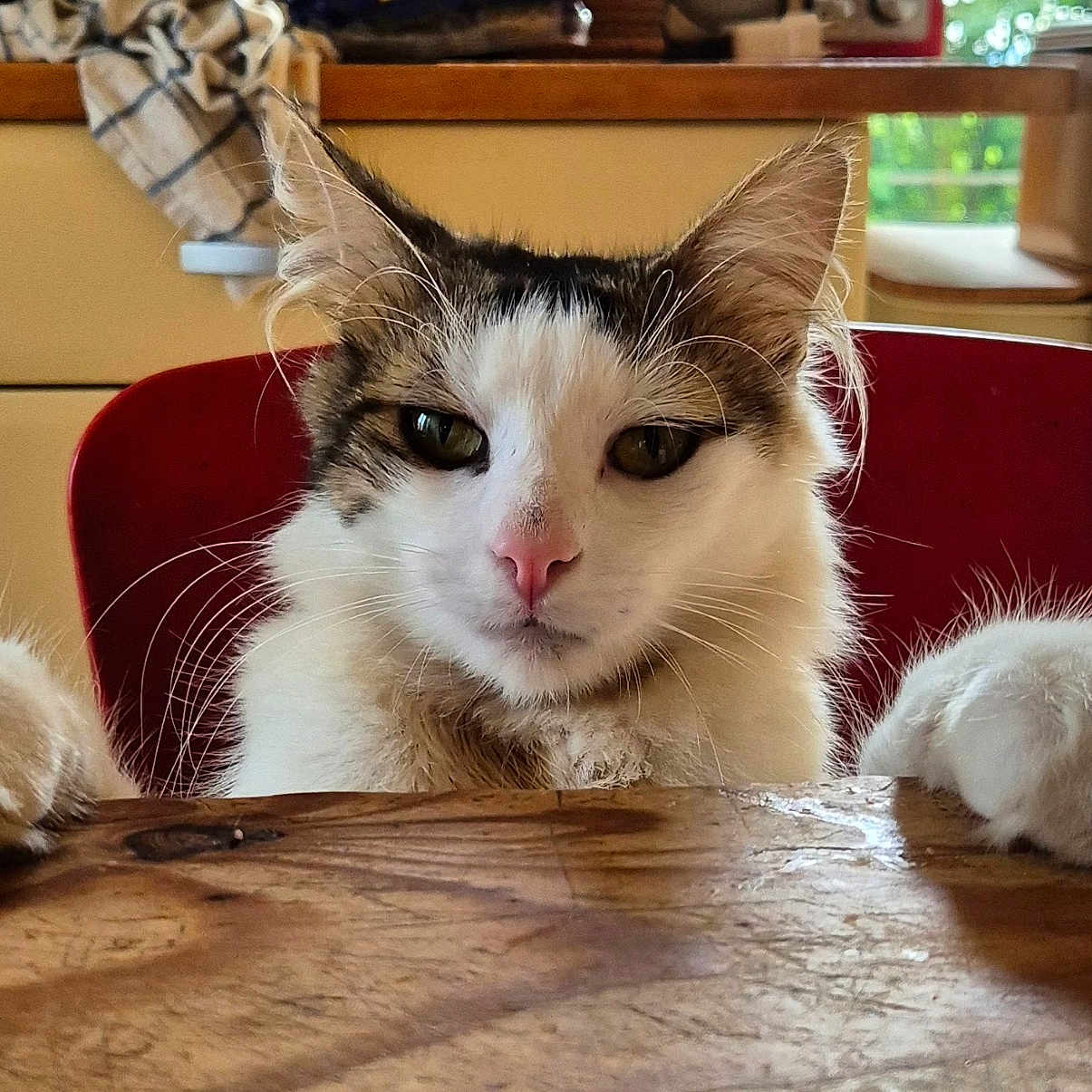 Oscar