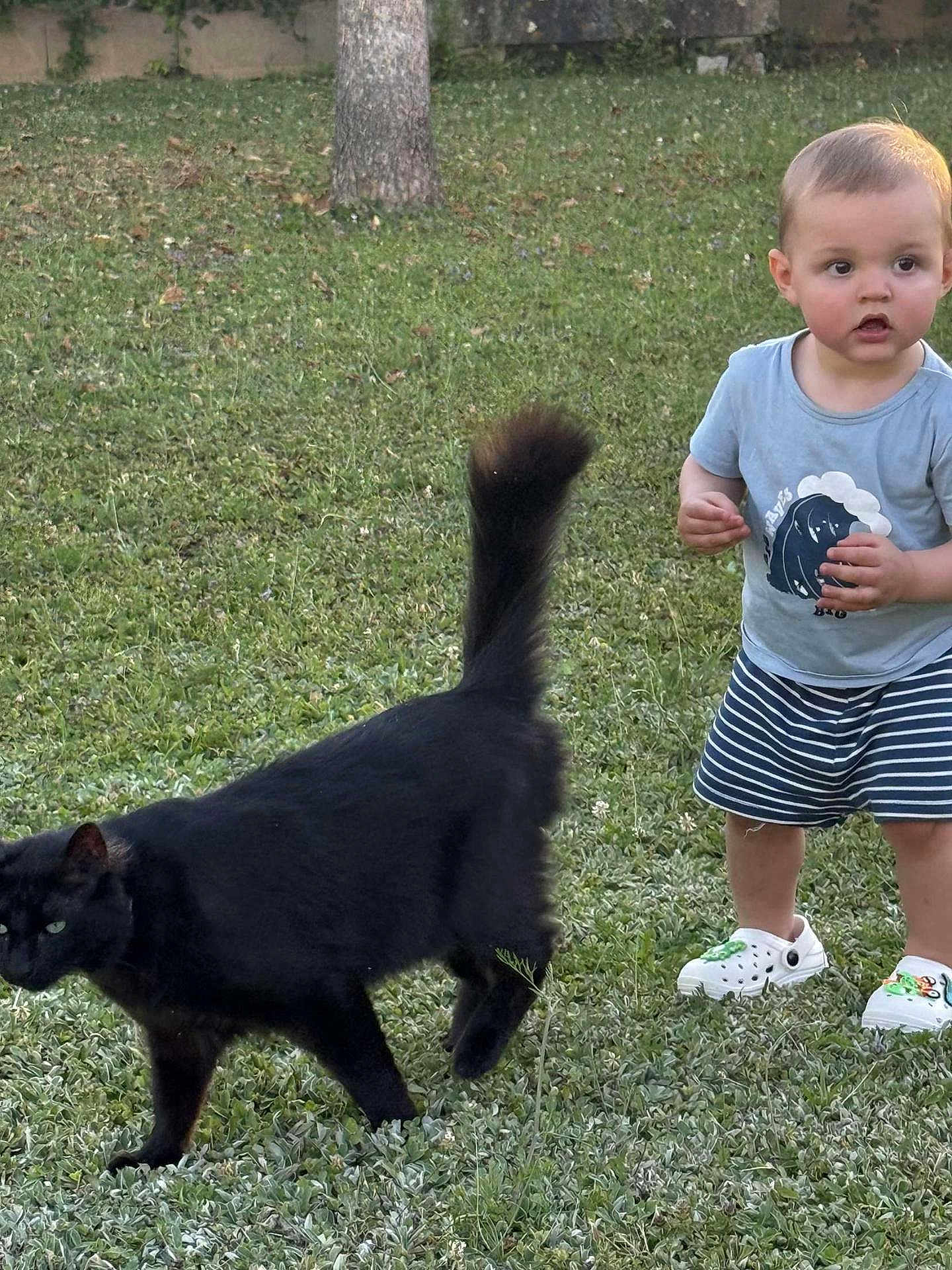 Mathieu participe au concours pour gagner de l'argent avec cette photo : child, toddler, grass, cat, black_cat, outdoor, tree, greenery, shoes, shorts, shirt, animal, pet, nature, daylight, curious, walking, person, young_child, summer