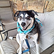 Simon joined the competition — help win amazing prizes! animal, bandana, canine, chair, collar, cushion, dog, ears, fur, happy, leash, nose, outdoor, paw, pet_tag, portrait, sitting, smiling, stone_wall, tail
