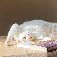 Charlie a rejoint le concours — aidez-le/la à gagner de superbes lots ! cat, white_cat, lying_down, upside_down, books, wooden_surface, sunlight, golden_eyes, pet, feline, relaxing, cozy, indoor, curious, soft_light, shadow, animal, whiskers, pink_paw, resting
