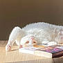 cat, white_cat, lying_down, upside_down, books, wooden_surface, sunlight, golden_eyes, pet, feline, relaxing, cozy, indoor, curious, soft_light, shadow, animal, whiskers, pink_paw, resting