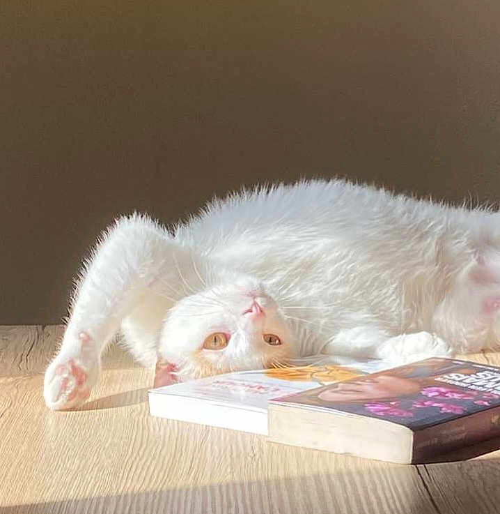 Charlie a rejoint le concours — aidez-le/la à gagner de superbes lots ! cat, white_cat, lying_down, upside_down, books, wooden_surface, sunlight, golden_eyes, pet, feline, relaxing, cozy, indoor, curious, soft_light, shadow, animal, whiskers, pink_paw, resting