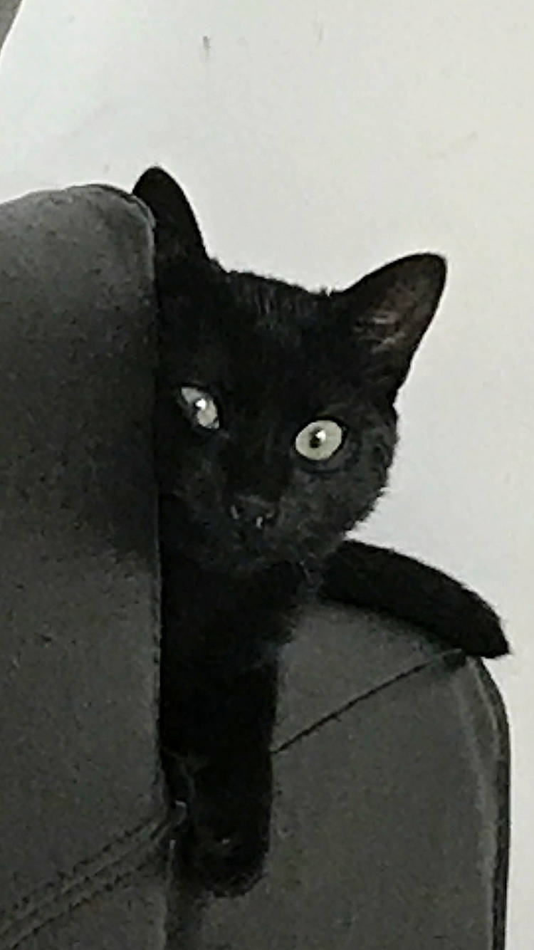 Kyo participe au concours pour gagner de l'argent avec cette photo : asian, black, black_cat, bombay, british_shorthair, carnivore, cat, domestic_short_haired_cat, felidae, korat, mammal, small_to_medium_sized_cats, snout, vertebrate, whiskers