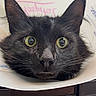 Little Man is registered to the contest to win money with this photo: animal, black_cat, cat, closeup, cone, cone_collar, confused, curious, domestic_cat, ears, face, feline, fur, indoor, looking_at_camera, pet, portrait, vet_visit, whiskers, wide_eyes