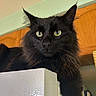 Little Man is registered to the contest to win money with this photo: animal, appliance, black_cat, cat, curious, domestic, ears, feline, fur, green_eyes, household, indoor, looking, mystical, pet, portrait, refrigerator, resting, whiskers, wooden_cabinet