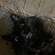 Little Man is registered to the contest to win money with this photo: animal, black_cat, cat, close_up, closeup, curious, cute, eyes, face, fang, feline, floor, fur, indoor, laying, mouth, pet, portrait, texture, whiskers