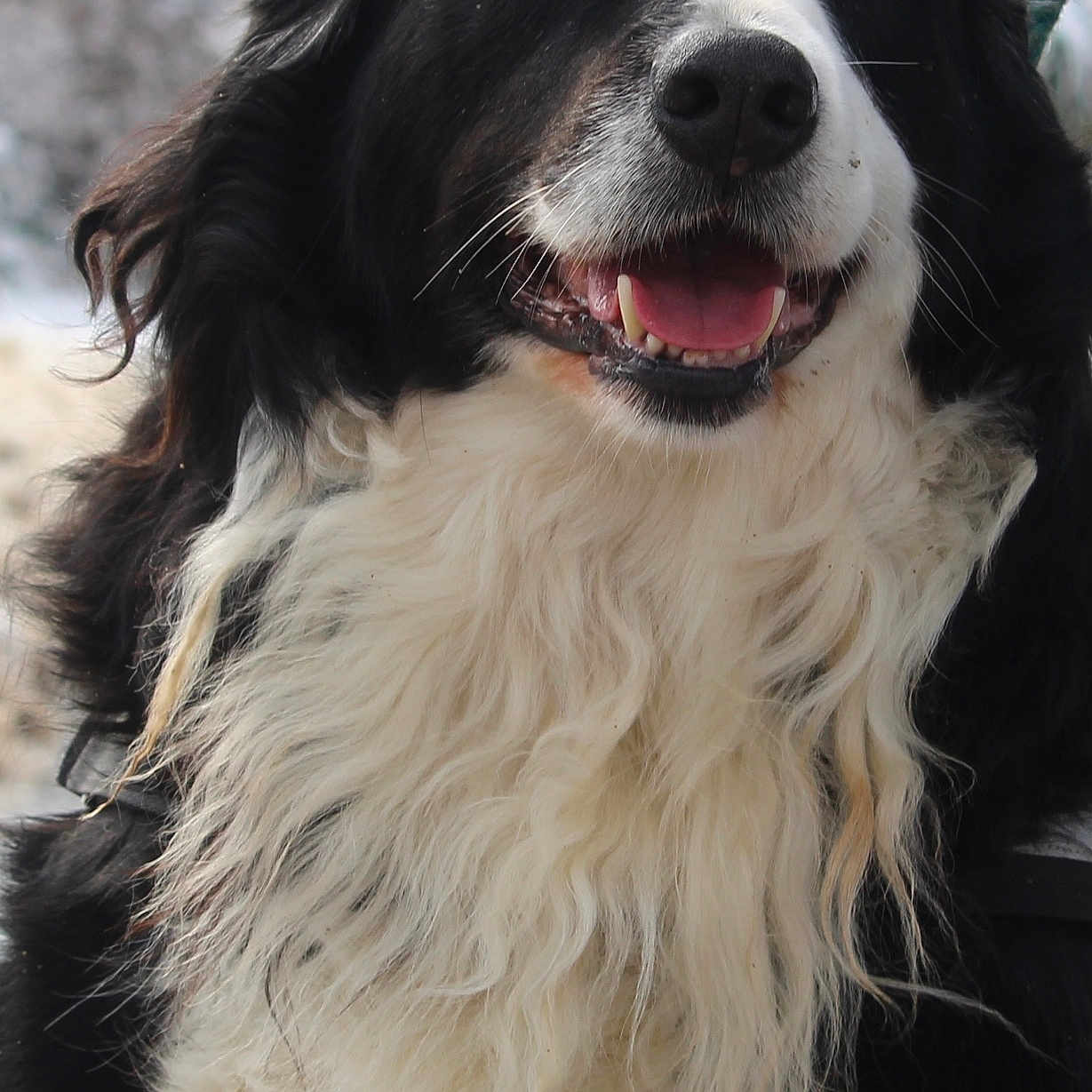 Haïka participe au concours pour gagner de l'argent avec cette photo : animal, bodypart, canine, cockerspaniel, collie, dog, eskimodog, hound, mouth, papillon, person, pet, pointer, puppy, saintbernard, snout, terrier, tongue