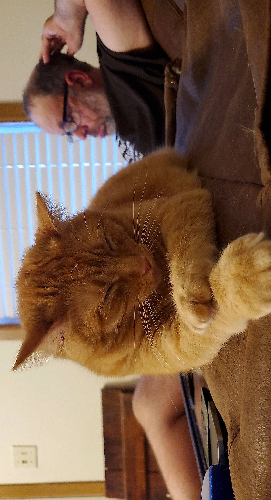 Goldie Gurl joined the competition — help win amazing prizes! carnivore, cat, claw, curious, fawn, felidae, fur, liver, paw, small_to_medium_sized_cats, snout, vertebrate, whiskers