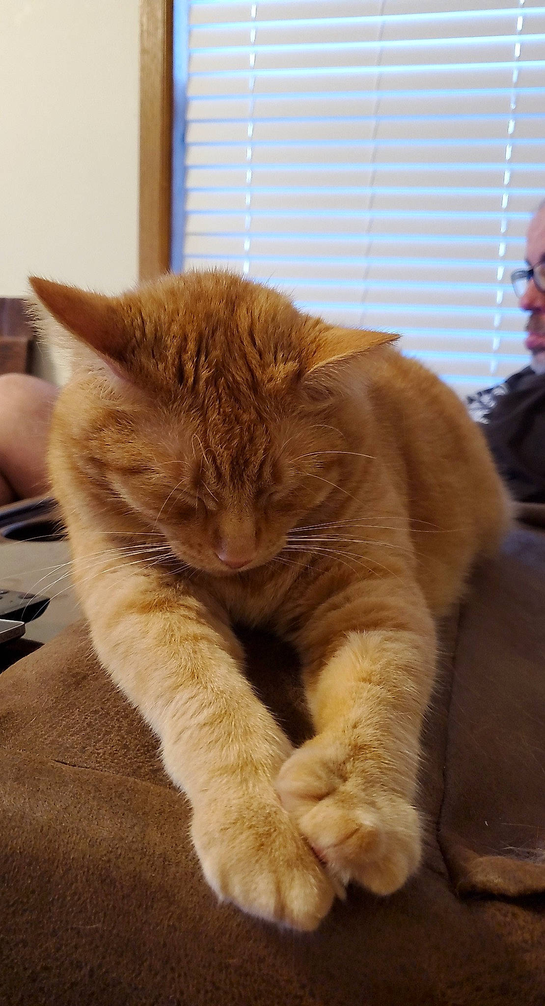 Goldie Gurl is registered to the contest to win money with this photo: carnivore, cat, claw, comfort, daylighting, domestic_short_haired_cat, fawn, felidae, fur, glasses, nap, paw, small_to_medium_sized_cats, snout, whiskers, window_blind, window_covering, window_treatment