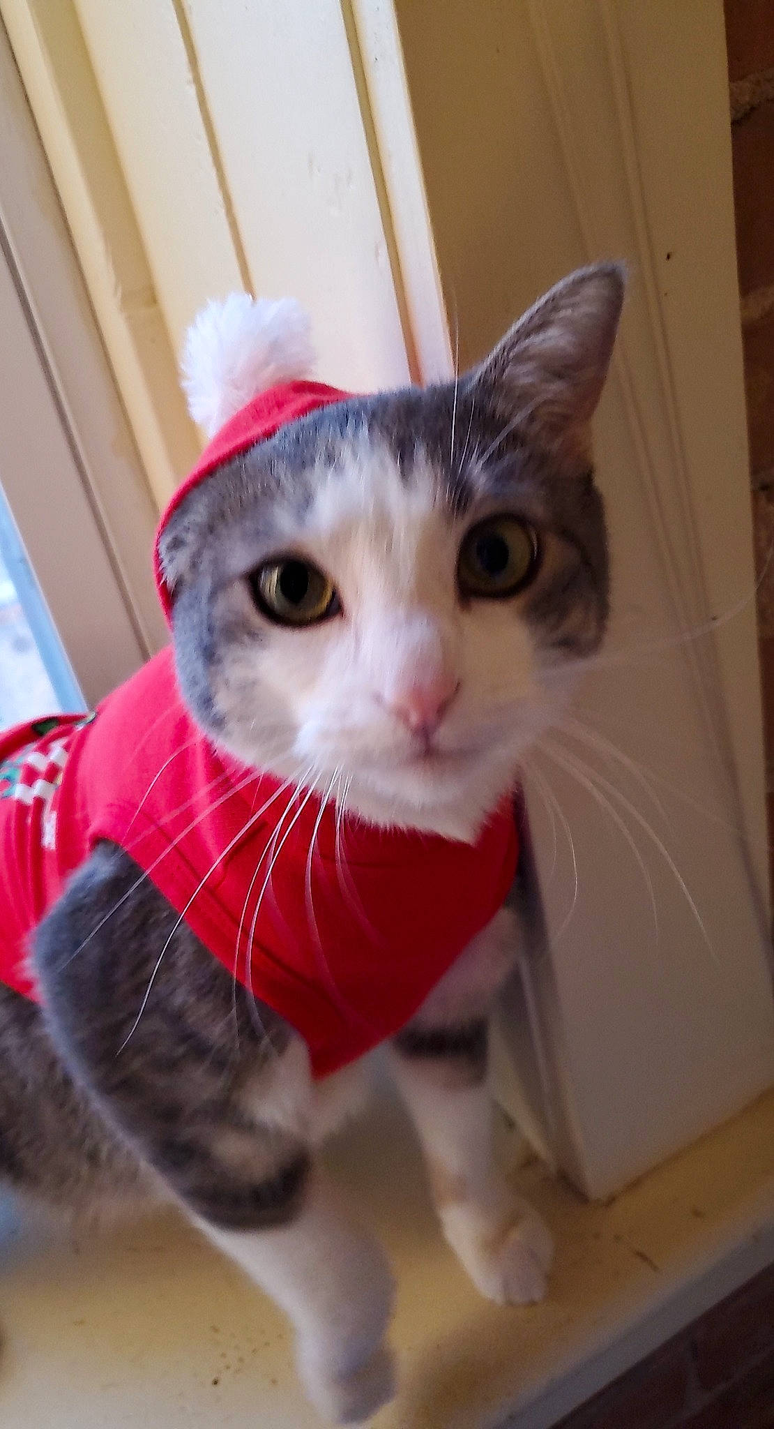 Goldie Gurl joined the competition — help win amazing prizes! carnivore, cat, collar, domestic_short_haired_cat, felidae, fur, pet_supply, small_to_medium_sized_cats, snout, vertebrate, whiskers