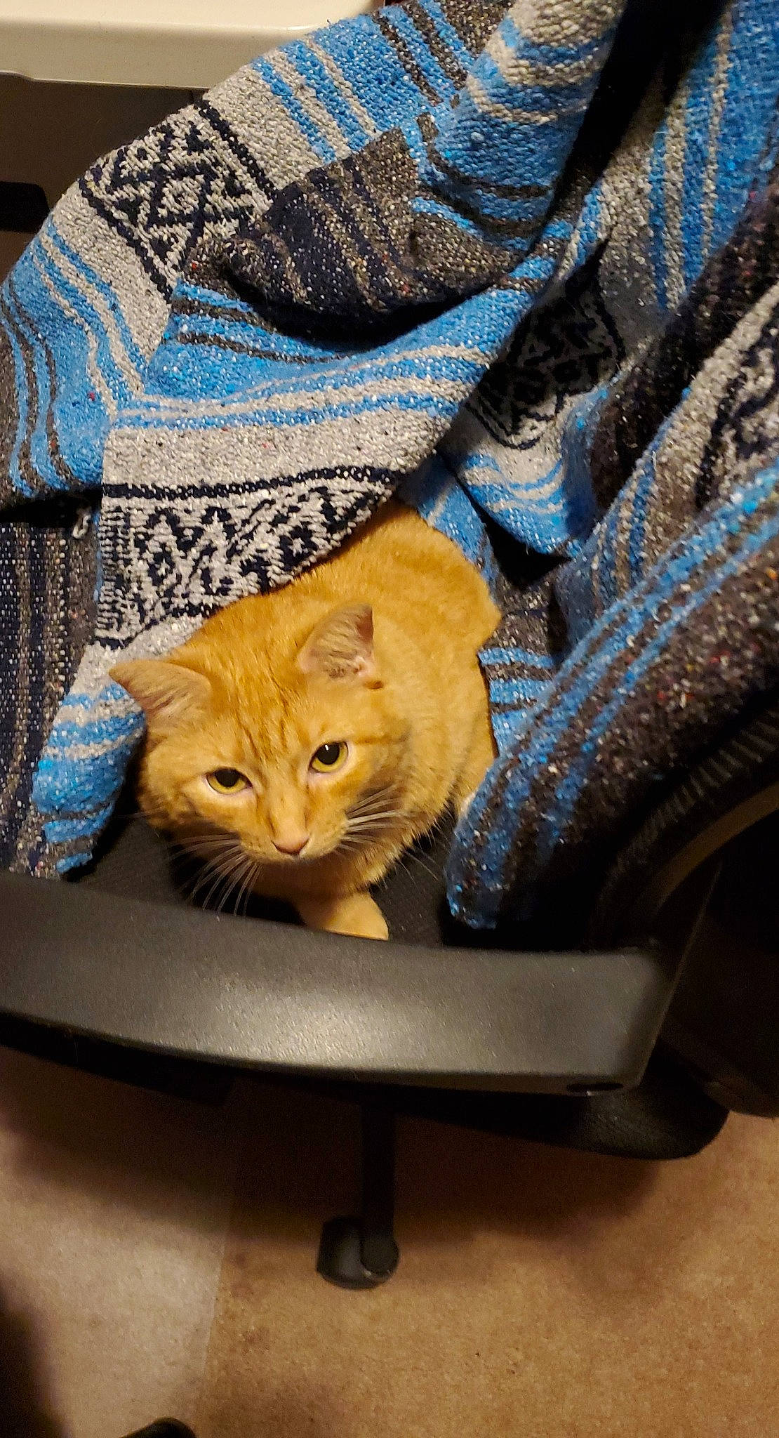 Goldie Gurl is registered to the contest to win money with this photo: carnivore, cat, cat_supply, felidae, linens, pet_supply, small_to_medium_sized_cats, thread, whiskers