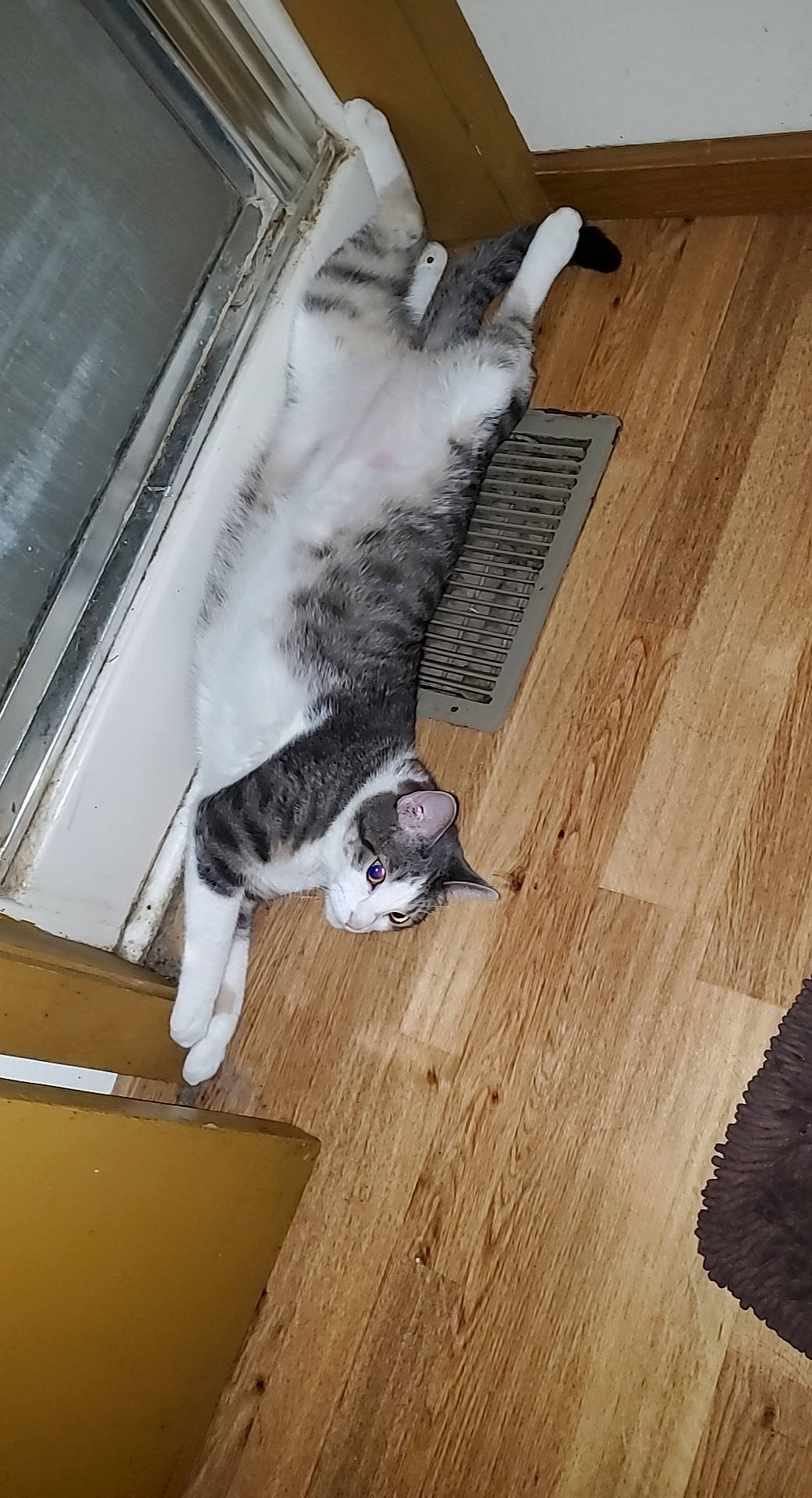 Flex is registered to the contest to win money with this photo: carnivore, cat, domestic_short_haired_cat, felidae, floor, flooring, fur, grey, hardwood, home, laminate_flooring, mammal, plywood, small_to_medium_sized_cats, tail, vertebrate, whiskers, wood, wood_flooring, wood_stain