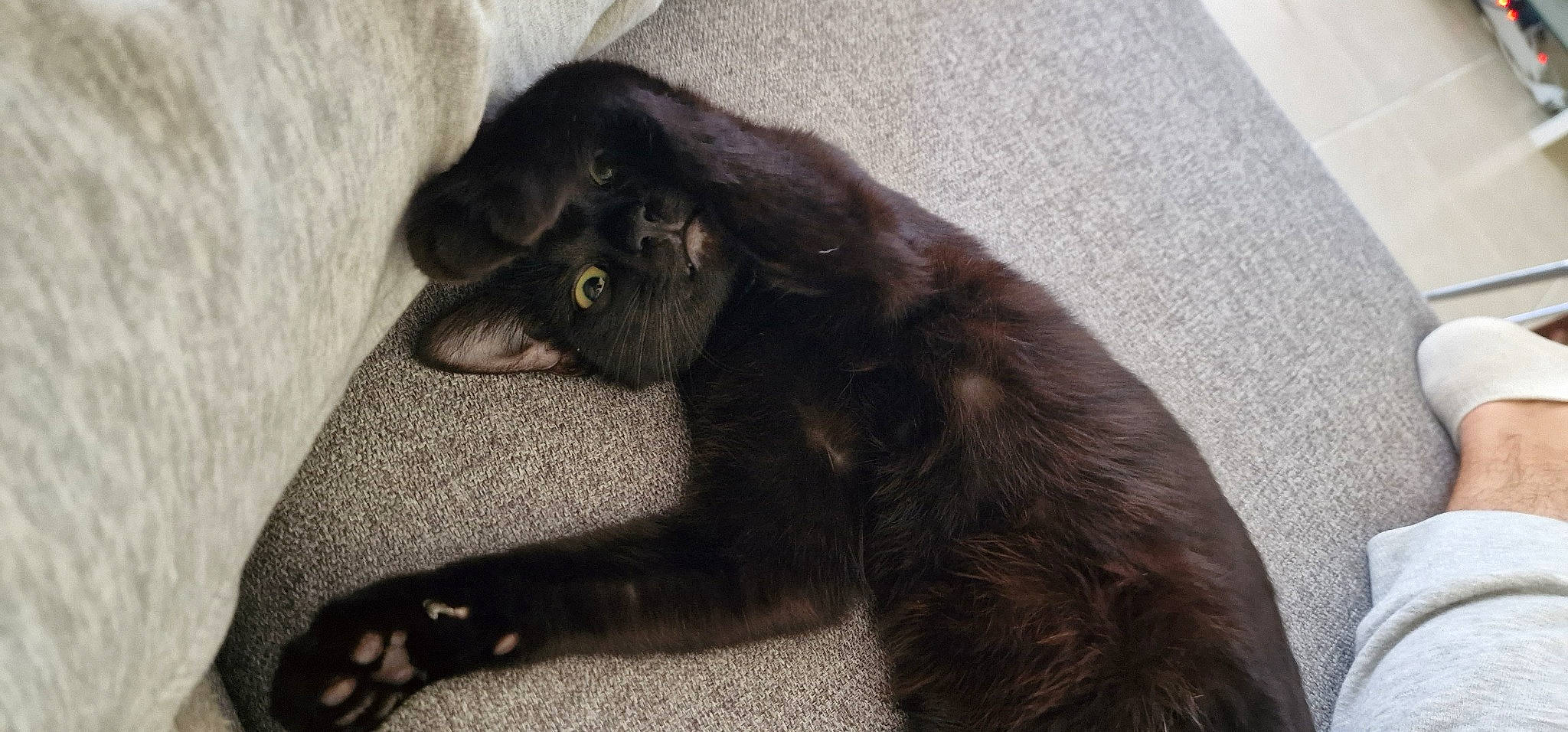 Salem participe au concours pour gagner de l'argent avec cette photo : black_cat, bombay, carnivore, cat, claw, comfort, domestic_short_haired_cat, felidae, fur, grey, liver, paw, small_to_medium_sized_cats, tail, terrestrial_animal, whiskers