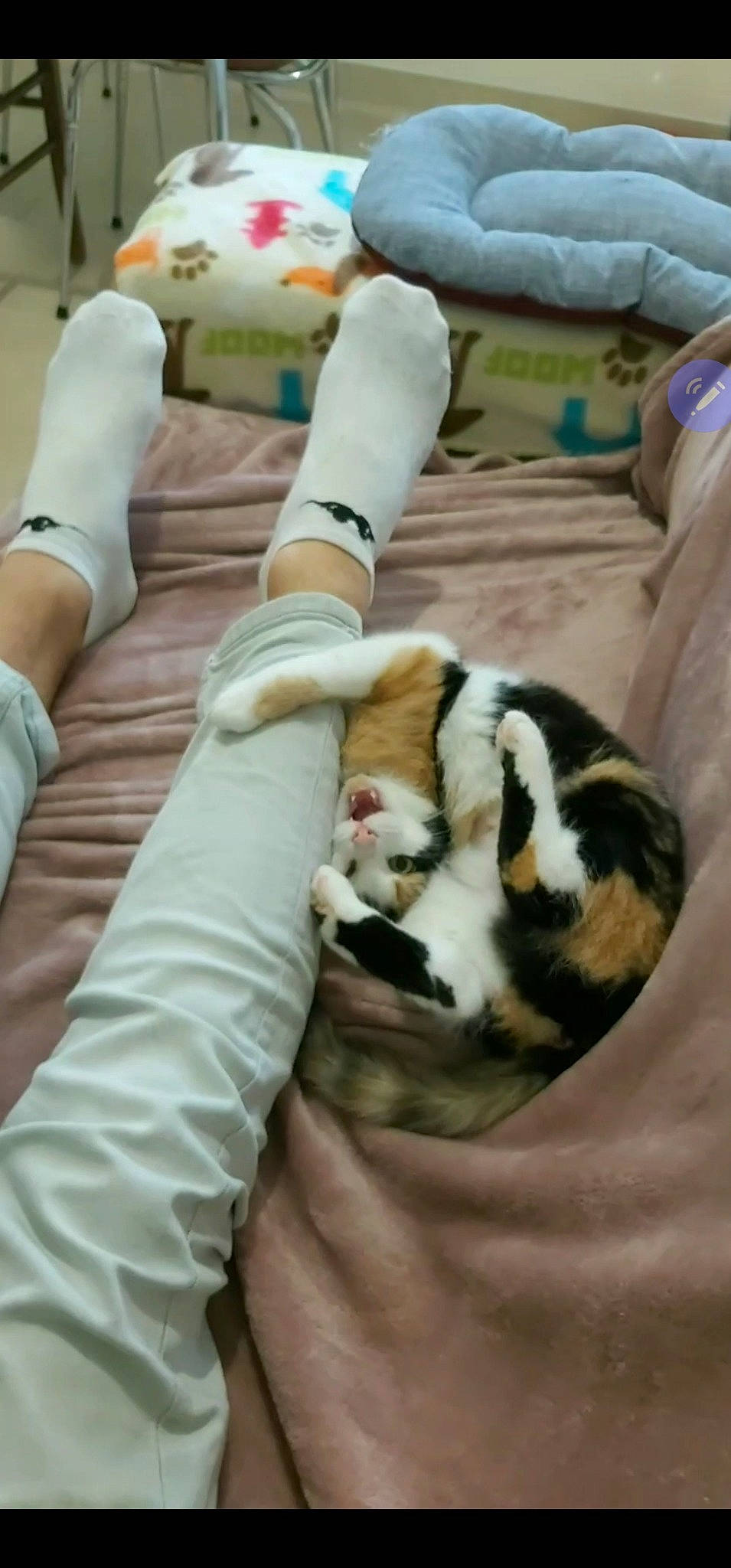 Mina participe au concours pour gagner de l'argent avec cette photo : bed, bengal_tiger, carnivore, cat, comfort, companion_dog, couch, dog_breed, domestic_short_haired_cat, duvet, felidae, fur, human_leg, linens, nail, small_to_medium_sized_cats, sporting_group, terrestrial_animal, whiskers, wrist