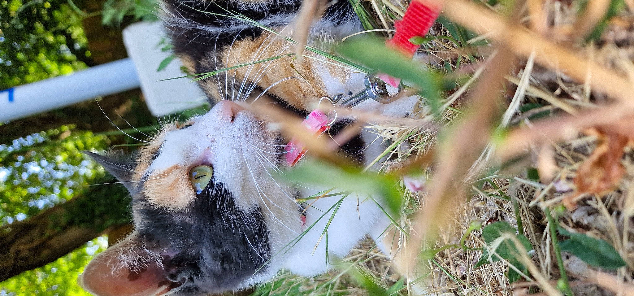 Mina a rejoint le concours — aidez-le/la à gagner de superbes lots ! canidae, carnivore, cat, claw, collar, domestic_short_haired_cat, fawn, felidae, fur, grass, hat, mammal, plant, small_to_medium_sized_cats, snout, sporting_group, tail, twig, whiskers, wildlife