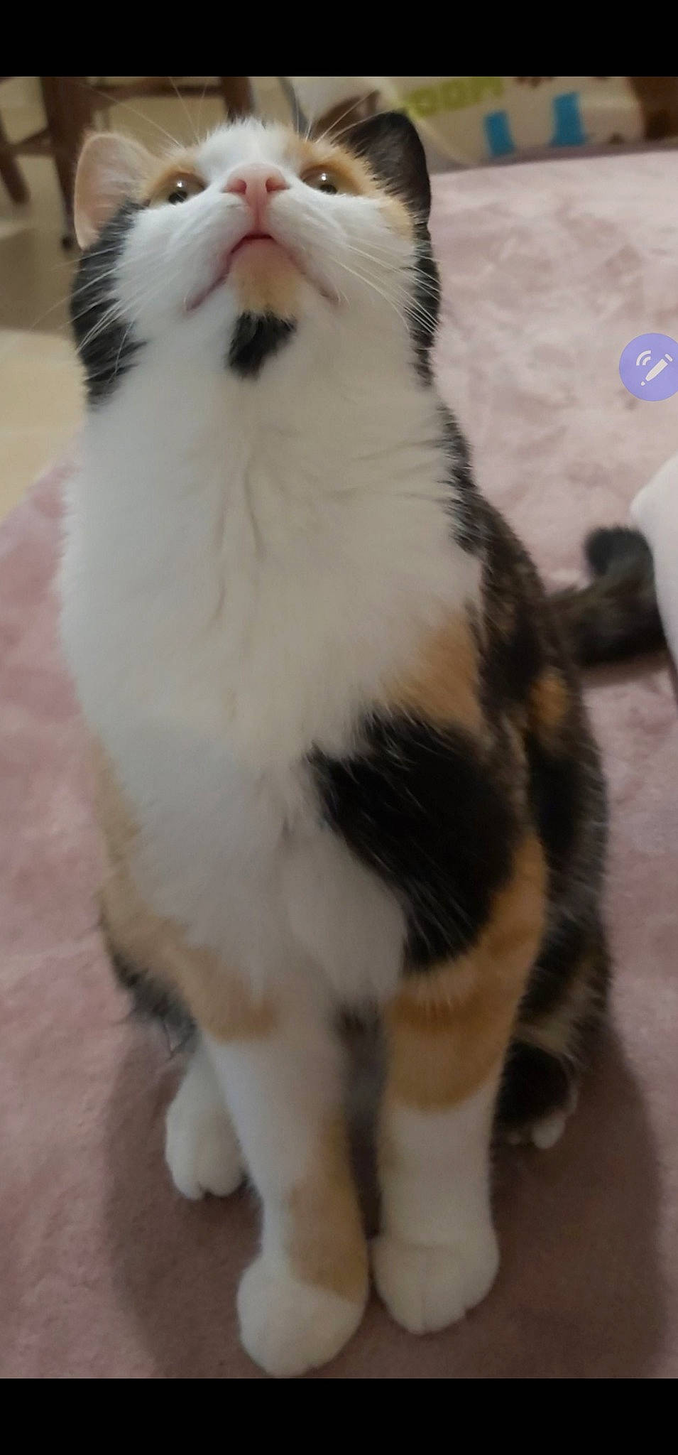 Mina a rejoint le concours — aidez-le/la à gagner de superbes lots ! carnivore, cat, claw, companion_dog, dog_breed, domestic_short_haired_cat, felidae, flooring, fur, hardwood, paw, small_to_medium_sized_cats, tail, terrestrial_animal, whiskers