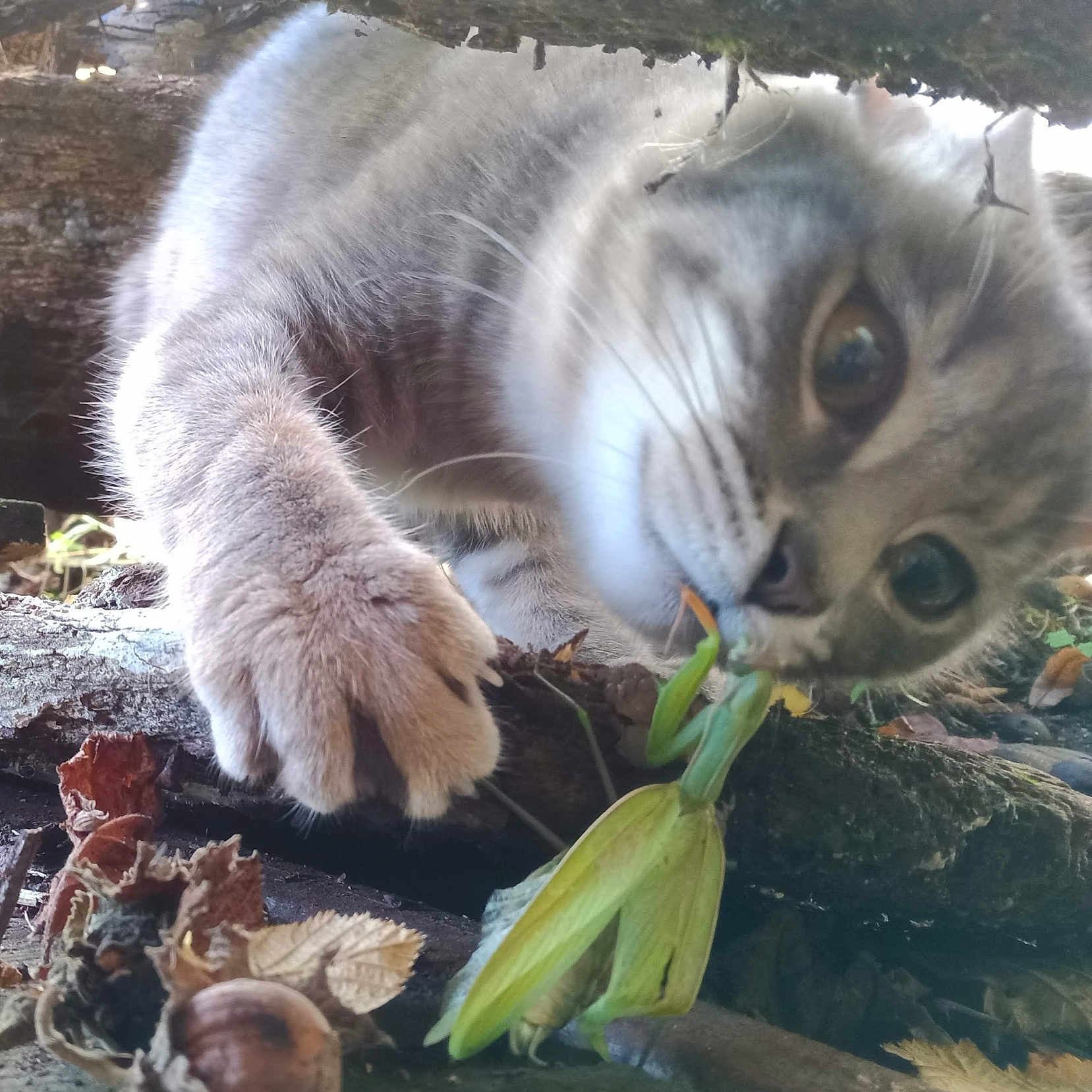 Hok'Ee participe au concours pour gagner de l'argent avec cette photo : animal, cat, face, food, grain, head, insect, kitten, leaf, nut, person, pet, photography, plant, portrait, produce, rock, seed, vegetable, wood