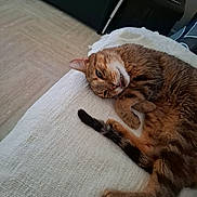 Octobre participe au concours pour gagner de l'argent avec cette photo : cat, tabby, indoor, blanket, furniture, relaxed, pet, animal, paw, tail, lying_down, cozy, cute, whiskers, fur, resting, home, domestic, sleepy, tongue_out