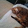 cat, tabby, indoor, blanket, furniture, relaxed, pet, animal, paw, tail, lying_down, cozy, cute, whiskers, fur, resting, home, domestic, sleepy, tongue_out