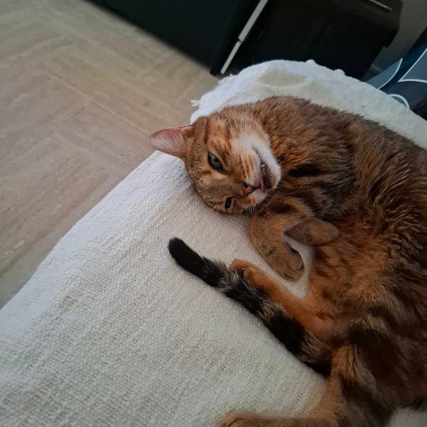 Octobre participe au concours pour gagner de l'argent avec cette photo : animal, blanket, cat, cozy, cute, domestic, fur, furniture, home, indoor, lying_down, paw, pet, relaxed, resting, sleepy, tabby, tail, tongue_out, whiskers