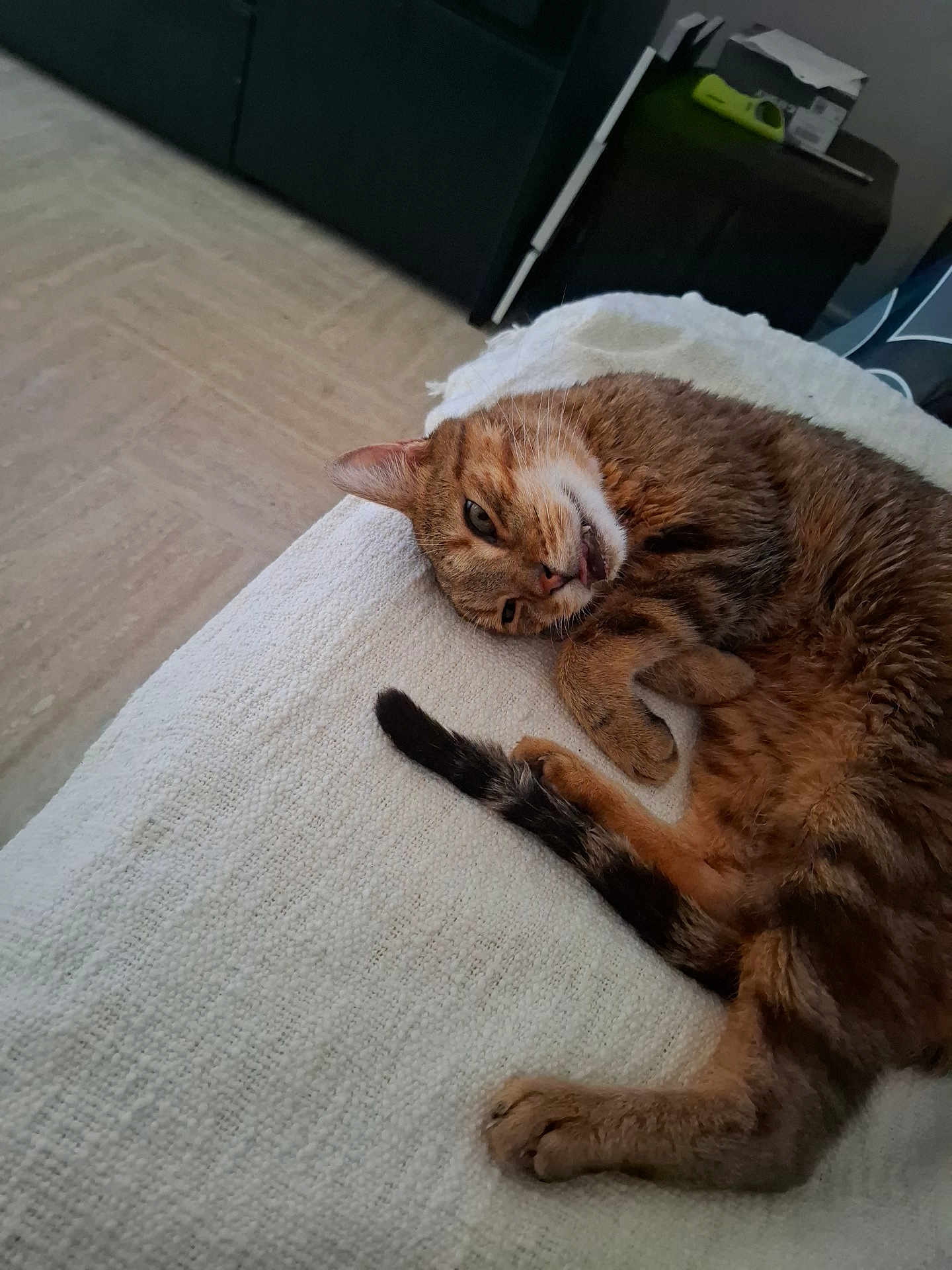 Octobre participe au concours pour gagner de l'argent avec cette photo : cat, tabby, indoor, blanket, furniture, relaxed, pet, animal, paw, tail, lying_down, cozy, cute, whiskers, fur, resting, home, domestic, sleepy, tongue_out