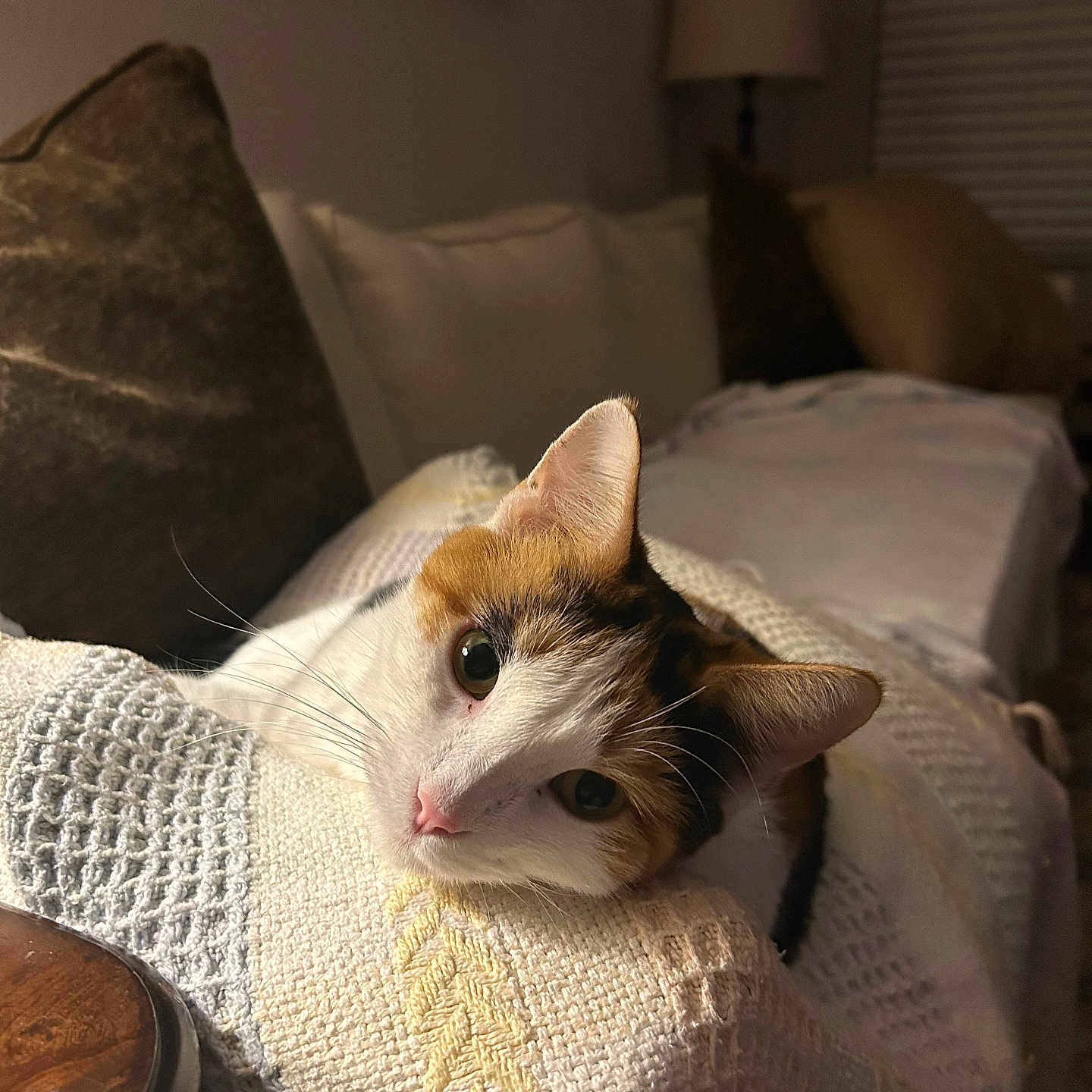 Cilia joined the competition — help win amazing prizes! blanket, calico, cat, comfort, couch, cozy, decor, ear, feline, fur, home, indoor, knit, nose, pet, pillow, relaxed, resting, soft_lighting, whiskers