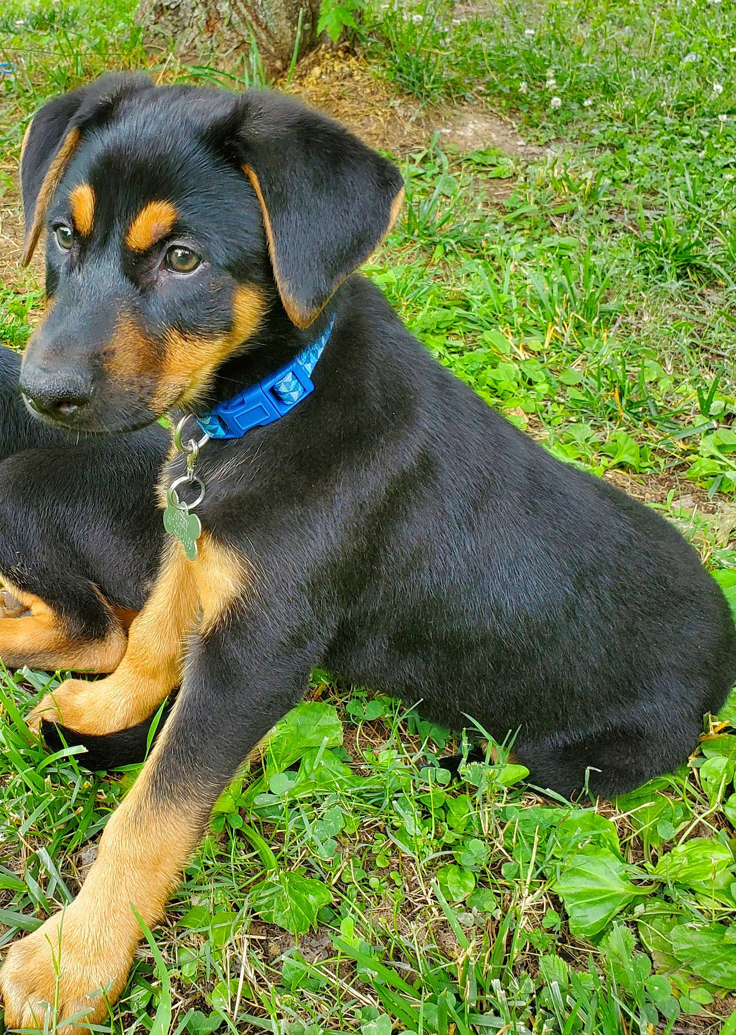 Avery joined the competition — help win amazing prizes! austrian_black_and_tan_hound, black_and_tan_terrier, canidae, carnivore, dog, dog_breed, german_pinscher, guard_dog, hellenikos_ichnilatis, huntaway, hunting_dog, lithuanian_hound, mammal, pinscher, polish_hunting_dog, rare_breed_dog, smaland_hound, transylvanian_hound, vertebrate, working_dog