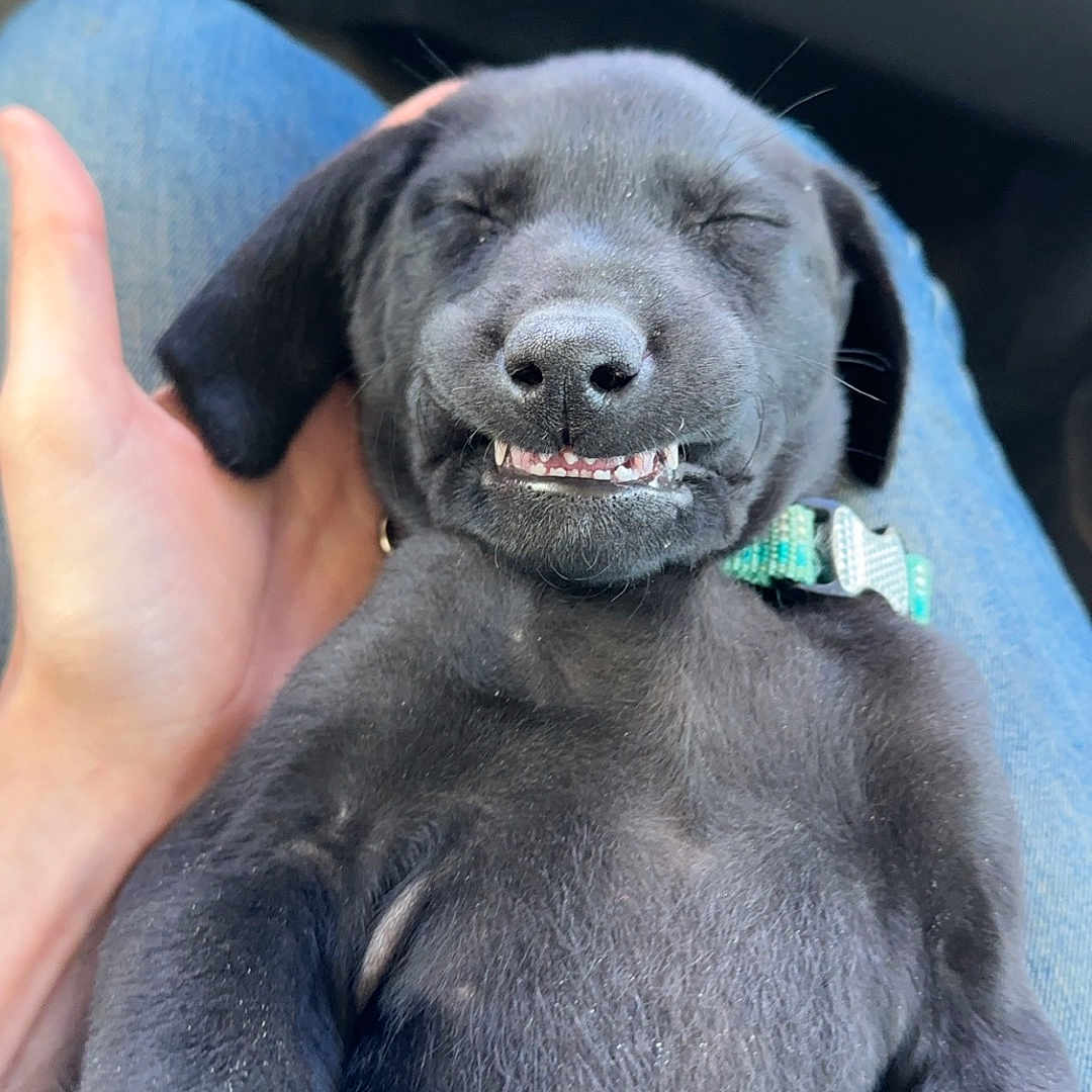 Diesel joined the competition — help win amazing prizes! accessories, animal, belt, bodypart, canine, clothing, cushion, dog, finger, hand, hound, labradorretriever, mouth, pants, person, pet, puppy, sleeping, snout, teeth