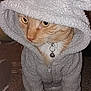 Haven joined the competition — help win amazing prizes! cat, orange_tabby, hoodie, costume, pet, indoor, carpet, cute, animal, feline, whiskers, ears, collar, bell, zipper, fur, paws, closeup, portrait, cozy