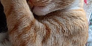 Haven is registered to the contest to win money with this photo: cat, orange_tabby, sleeping, paw, whiskers, fur, closed_eyes, cute, domestic_cat, resting, pet, animal, cozy, blanket, soft, relaxation, indoor, mammal, closeup, peaceful
