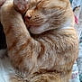 cat, orange_tabby, sleeping, paw, whiskers, fur, closed_eyes, cute, domestic_cat, resting, pet, animal, cozy, blanket, soft, relaxation, indoor, mammal, closeup, peaceful