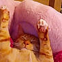Haven joined the competition — help win amazing prizes! cat, orange_tabby, sleeping, paws, pink_blanket, soft_texture, wooden_headboard, indoor, pet, relaxed, feline, whiskers, cozy, resting, closeup, fur, cute, animal, comfort, nap