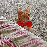 Haven joined the competition — help win amazing prizes! cat, orange_tabby, bow_tie, pet, indoor, carpet, blanket, plaid, curious, cute, feline, domestic_cat, animal, mammal, whiskers, ears, collar, red, floor, fur