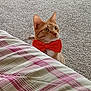 cat, orange_tabby, bow_tie, pet, indoor, carpet, blanket, plaid, curious, cute, feline, domestic_cat, animal, mammal, whiskers, ears, collar, red, floor, fur