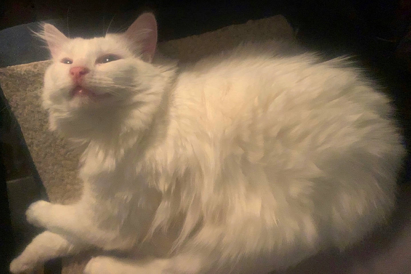 Eevee is registered to the contest to win money with this photo: carnivore, cat, comfort, felidae, fur, iris, paw, small_to_medium_sized_cats, snout, terrestrial_animal, vehicle_registration_plate, whiskers