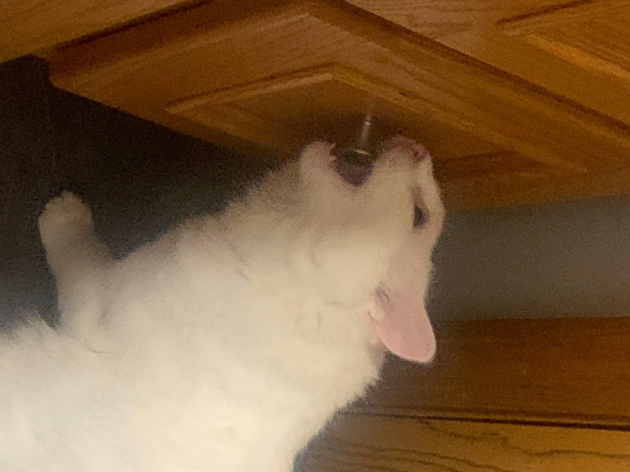 Eevee is registered to the contest to win money with this photo: carnivore, cat, ceiling, domestic_short_haired_cat, ear, fawn, felidae, flooring, fur, hardwood, paw, plaster, room, small_to_medium_sized_cats, snout, tail, tints_and_shades, whiskers, window, wood