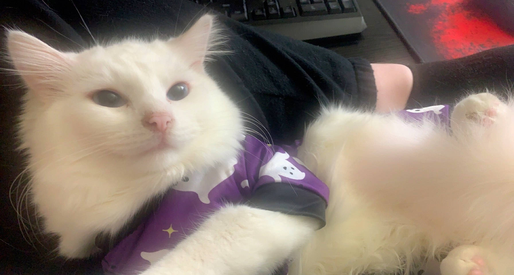 Eevee is registered to the contest to win money with this photo: carnivore, cat, claw, comfort, domestic_short_haired_cat, eye, fawn, felidae, fur, gesture, input_device, laptop, mammal, paw, small_to_medium_sized_cats, snout, tail, vertebrate, whiskers, white