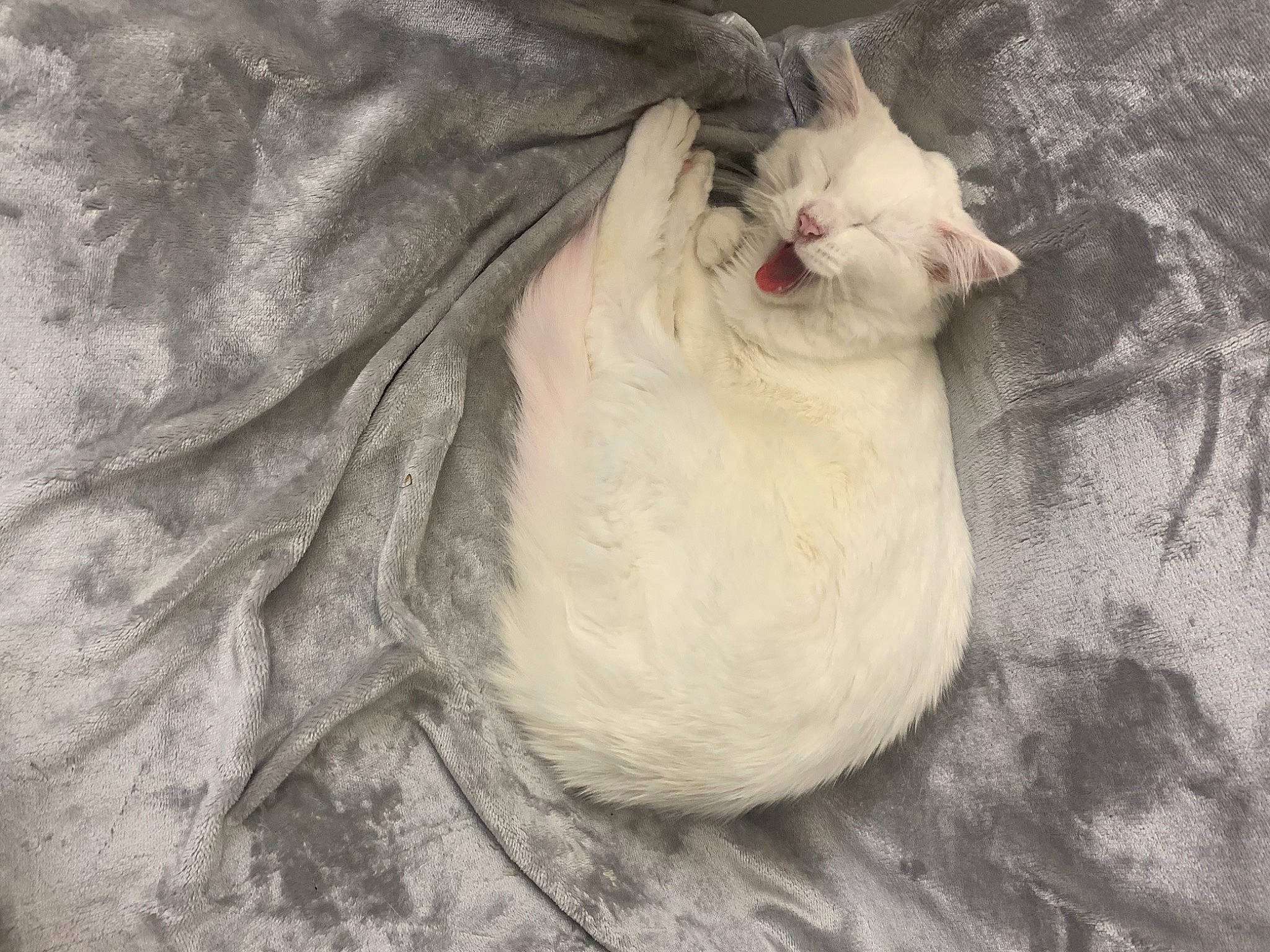 Eevee is registered to the contest to win money with this photo: carnivore, cat, cat_bed, claw, comfort, domestic_short_haired_cat, fang, fawn, felidae, fur, grey, nap, paw, small_to_medium_sized_cats, snout, tail, terrestrial_animal, whiskers, wildlife, wood