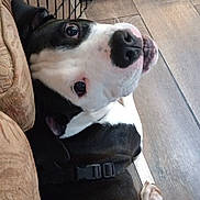 Rocko is registered to the contest to win money with this photo: dog, black_and_white, pet, indoor, floor, couch, crate, toy, curious, canine, animal, looking_up, resting, wooden_floor, collar, ears, snout, paw, companion, home