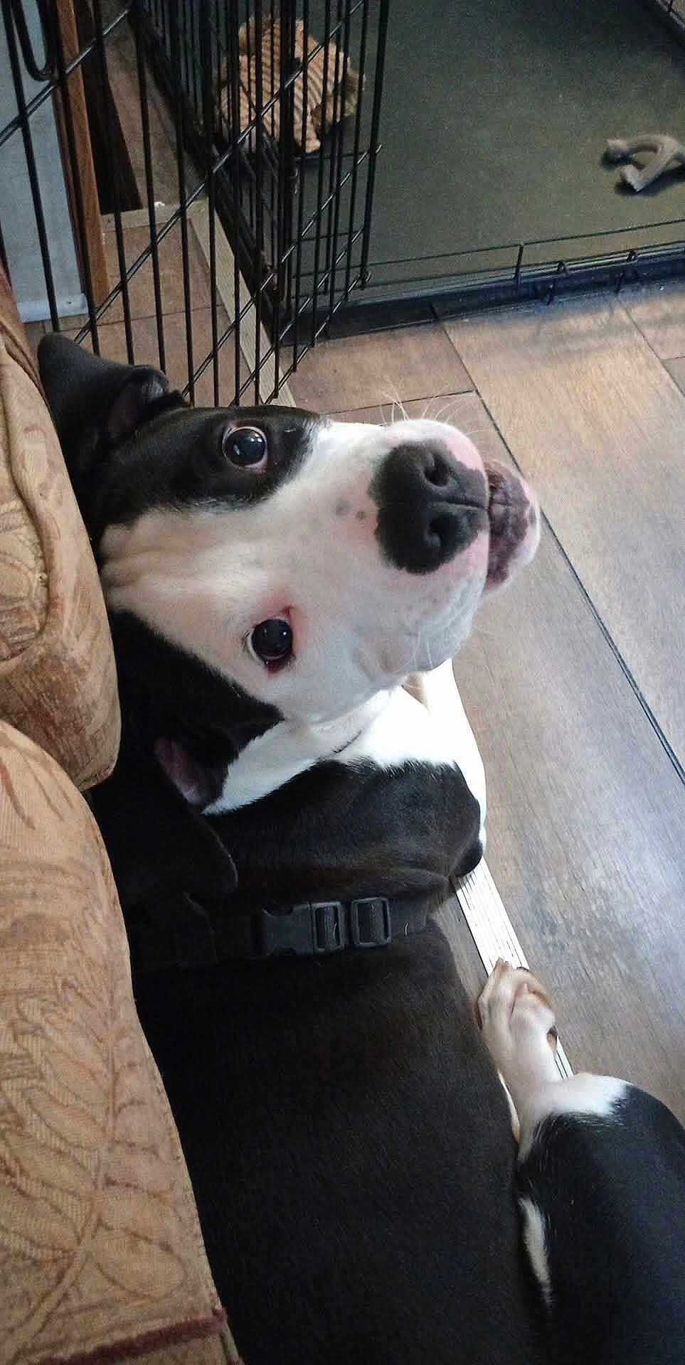 Rocko is registered to the contest to win money with this photo: dog, black_and_white, pet, indoor, floor, couch, crate, toy, curious, canine, animal, looking_up, resting, wooden_floor, collar, ears, snout, paw, companion, home