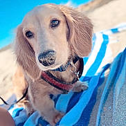 Oliver joined the competition — help win amazing prizes! animal, beach, blanket, canine, coast, cockerspaniel, dog, goldenretriever, hound, labradorretriever, nature, outdoors, pet, puppy, sea, shoreline, summer, towel, water, whitedog