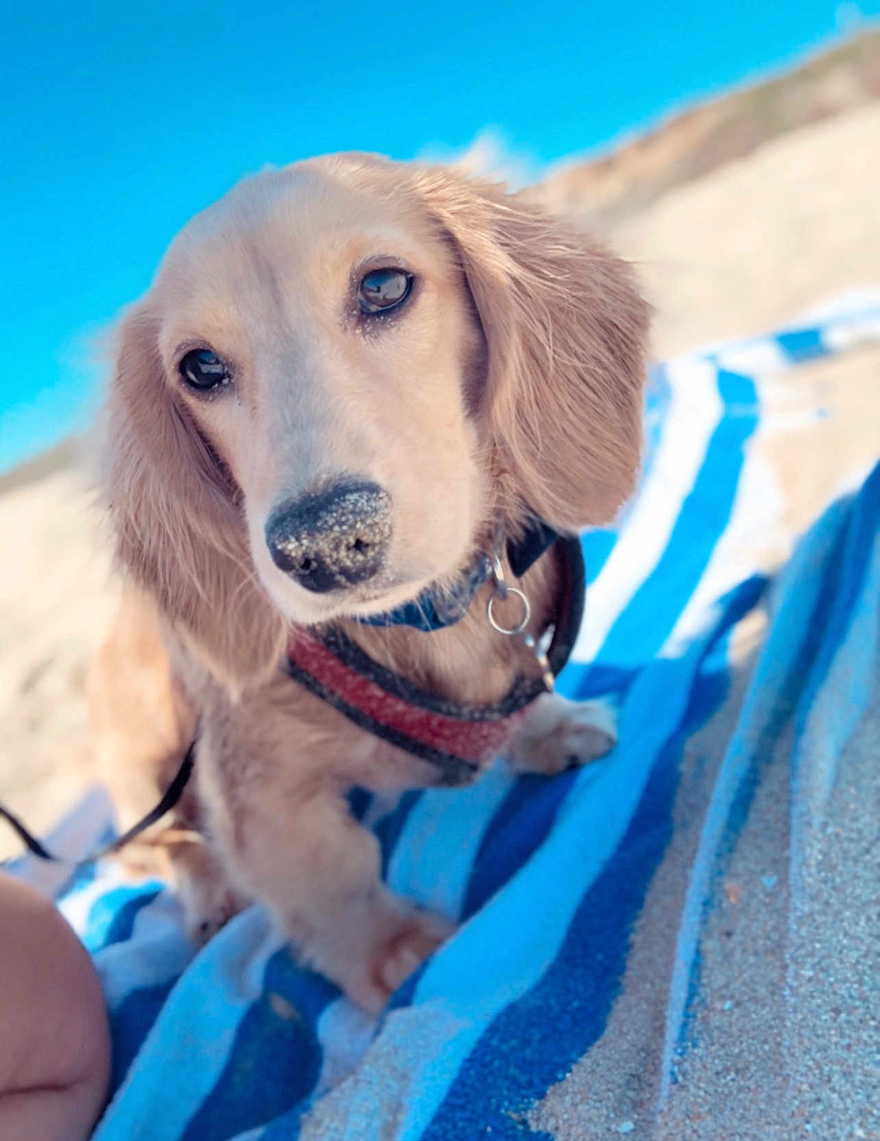 Oliver joined the competition — help win amazing prizes! animal, beach, blanket, canine, coast, cockerspaniel, dog, goldenretriever, hound, labradorretriever, nature, outdoors, pet, puppy, sea, shoreline, summer, towel, water, whitedog