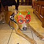 Kaïton a rejoint le concours — aidez-le/la à gagner de superbes lots ! accessory, animal, boot, brown_dog, canine, christmas_glasses, coat, decor, dog, domestic_animal, festive, floor, glasses, holiday, house, indoor, lying_down, person_legs, pet, tile_floor