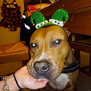 Kaïton a rejoint le concours — aidez-le/la à gagner de superbes lots ! animal, brown_dog, canine, christmas, christmas_decorations, close_up, decor, dog, dog_collar, elf_ears, festive, holiday, holiday_season, indoor, person_hand, pet, santa_decoration, tile_floor, wooden_chair, wooden_table
