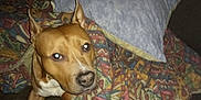 Kaïton participe au concours pour gagner de l'argent avec cette photo : animal, blanket, brown_dog, canine, comfort, couch, dog, ears, fabric, face, flash, fur, furniture, home, indoors, looking, pet, pillow, resting, snout