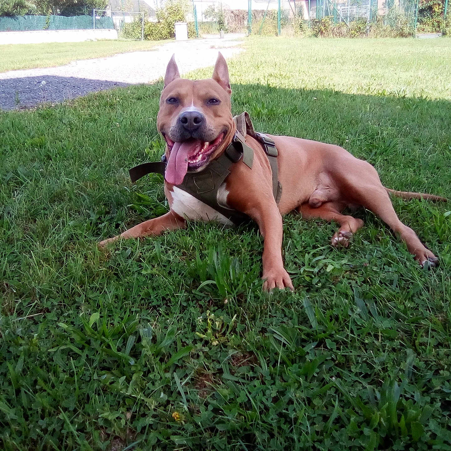 Kaïton a rejoint le concours — aidez-le/la à gagner de superbes lots ! animal, canine, daytime, dog, ears, friendly, grass, greenery, happy, harness, lying_down, muzzle, nature, outdoor, park, pet, relaxed, smiling, sunlight, tongue_out