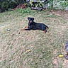 Bella joined the competition — help win amazing prizes! animal, barbecue_grill, black_dog, brown_markings, canine, daytime, dog, fence, garden, grass, lawn, leaves, nature, outdoor, pet, relaxed, resting, rottweiler, summer, yard