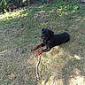 Bella is registered to the contest to win money with this photo: animal, canine, dog, domestic_animal, grass, greenery, lawn, mammal, nature, outdoor, pet, playing, relaxed, resting, rottweiler, shadow, stick, summer, sunlight, yard