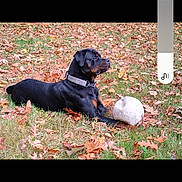 Bella is registered to the contest to win money with this photo: animal, autumn, canine, collar, daylight, dog, fall, field, grass, leaves, lying_down, nature, outdoor, pet, playing, rottweiler, side_view, single_animal, soccer_ball, sport