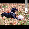 animal, autumn, canine, collar, daylight, dog, fall, field, grass, leaves, lying_down, nature, outdoor, pet, playing, rottweiler, side_view, single_animal, soccer_ball, sport